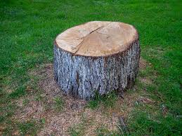Best Emergency Tree Removal  in Federalsburg, MD