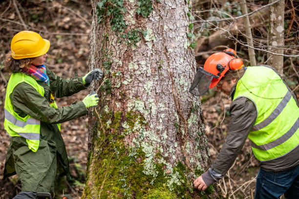 Best Tree Health Inspection  in Federalsburg, MD