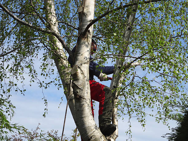How Our Tree Care Process Works  in  Federalsburg, MD